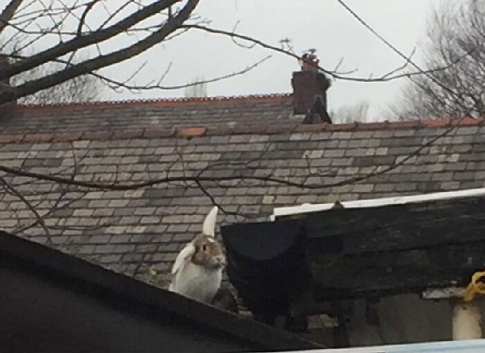 30 Shocking Times Bunnies Were More Terrifying Than Cute