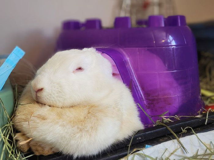 30 Shocking Times Bunnies Were More Terrifying Than Cute