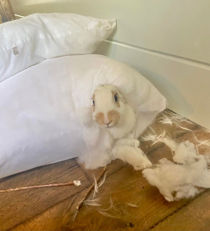 Bunnies Jerks Pics 49 63440823A2F94 700