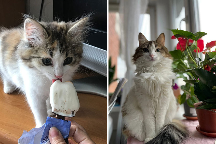 30 Majestic Images Of Cats Before And After 