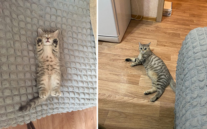 This Community Shows Kittens Then And Now 30 Pics 635672038Cf66 880