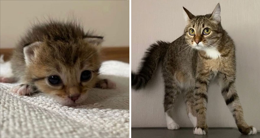 30 Majestic Images Of Cats Before And After 