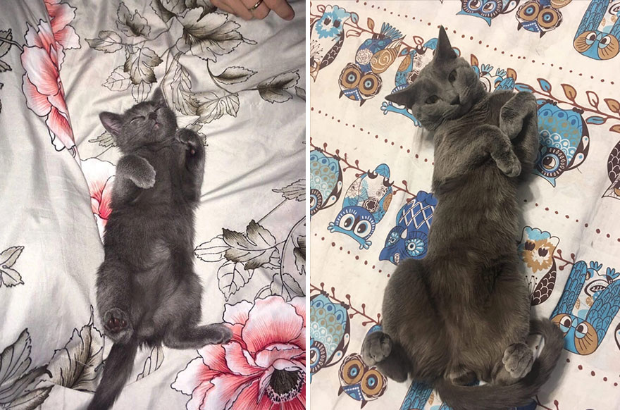30 Majestic Images Of Cats Before And After