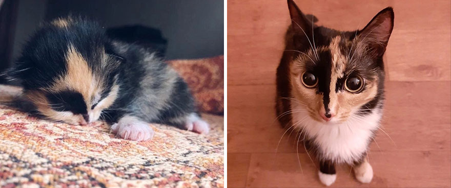 30 Majestic Images Of Cats Before And After 