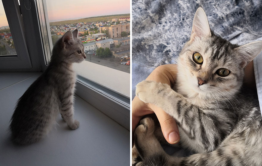 30 Majestic Images Of Cats Before And After 