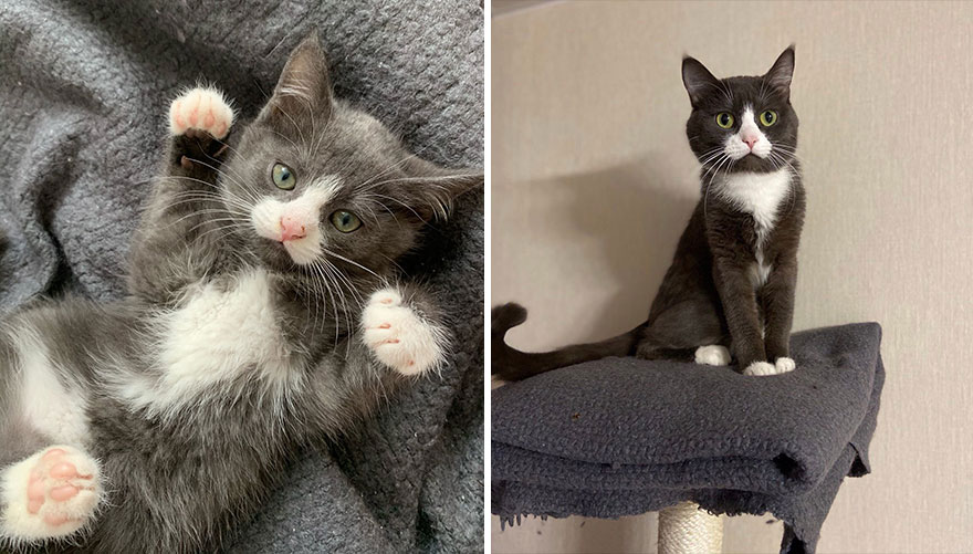 This Community Shows Kittens Then And Now 30 Pics 635672D02F59C 880