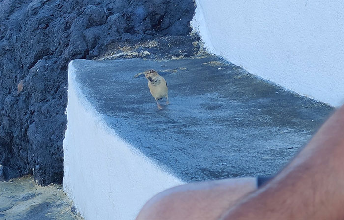 30 Epic Bird Pics That Went Horribly Wrong But Ended Up With Hilarious Results