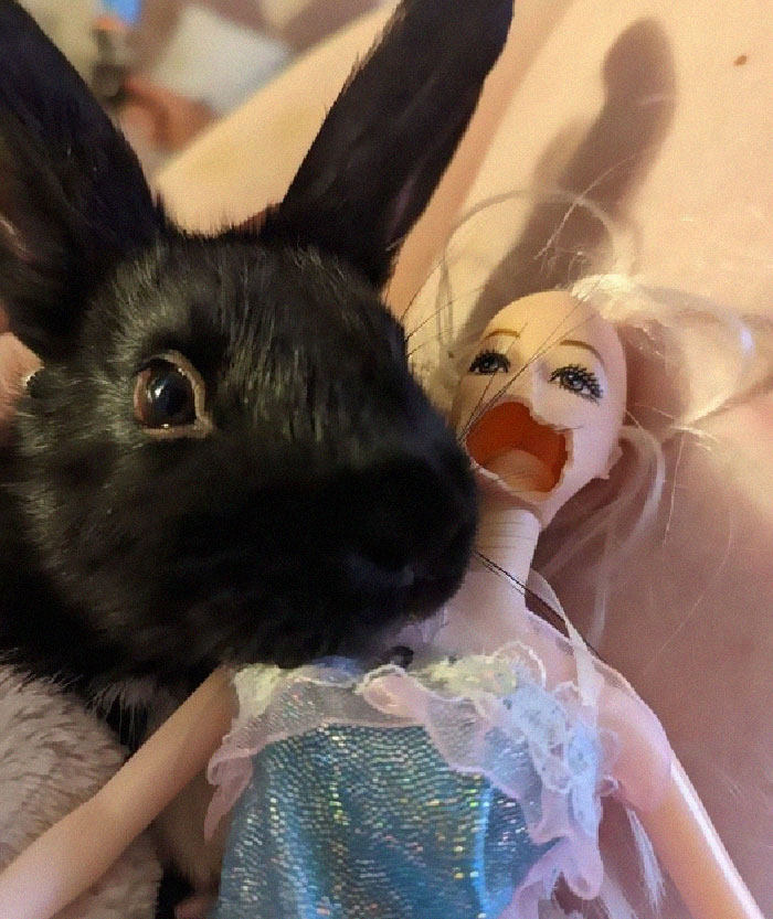 Bunnies Jerks Pics 1 6346A92040Dfa 700