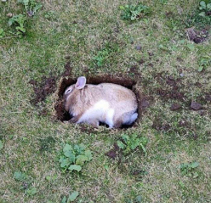 Bunnies Jerks Pics 11 6346Ad1B0A055 700