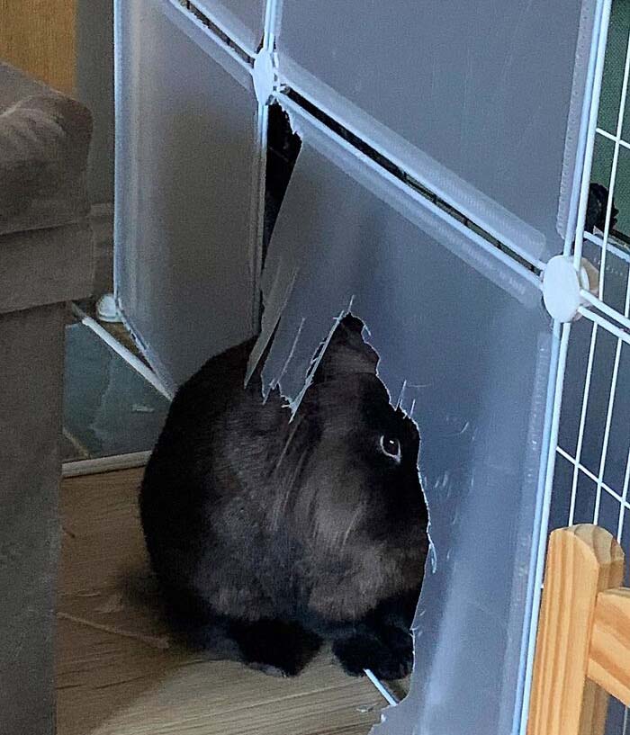 30 Shocking Times Bunnies Were More Terrifying Than Cute 