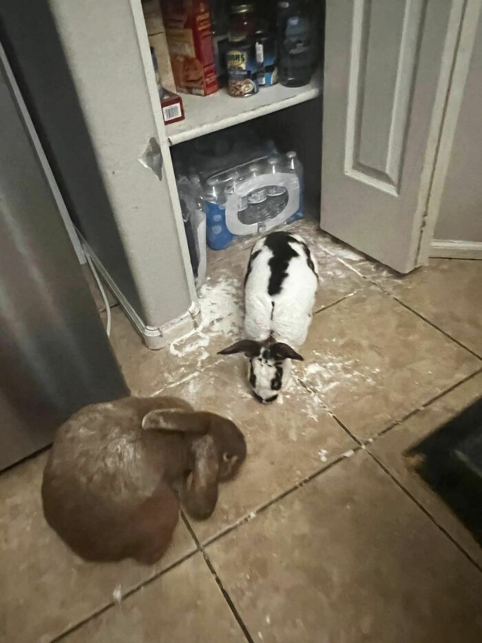 Bunnies Jerks Pics 33 63441422C3785 700 1