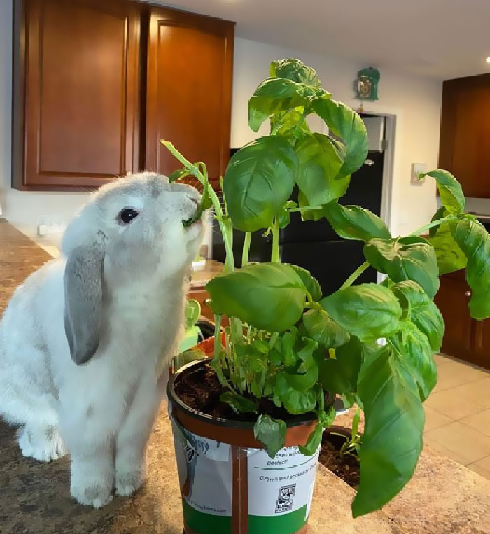 30 Shocking Times Bunnies Were More Terrifying Than Cute