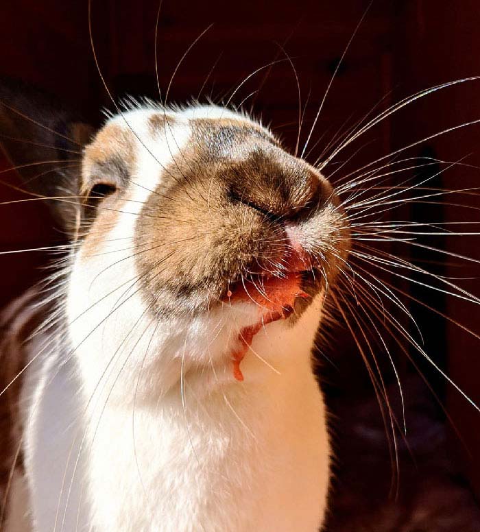 Bunnies Jerks Pics 53 6346B47B864A8 700