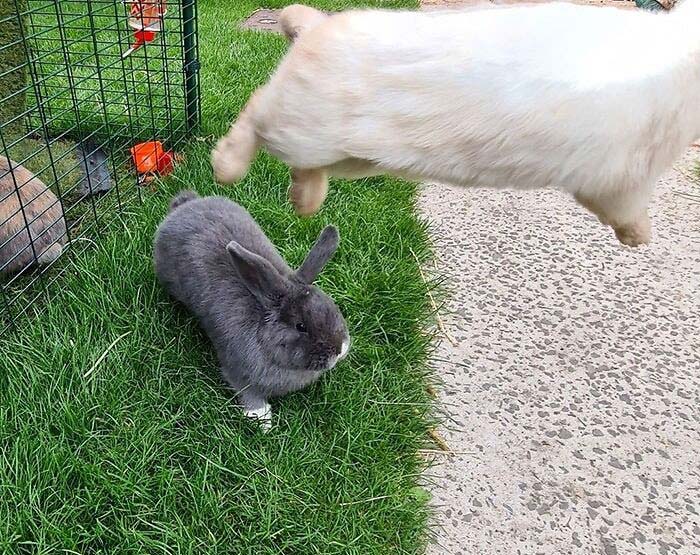 Bunnies Jerks Pics 7 6346Ae5509380 700