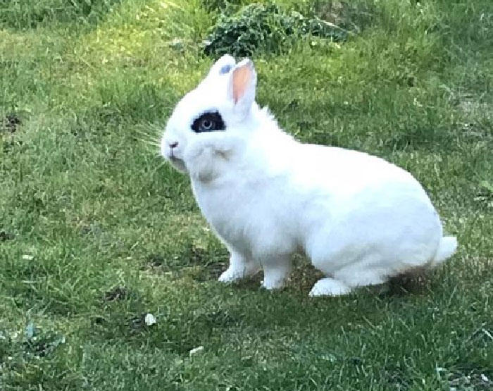 30 Shocking Times Bunnies Were More Terrifying Than Cute