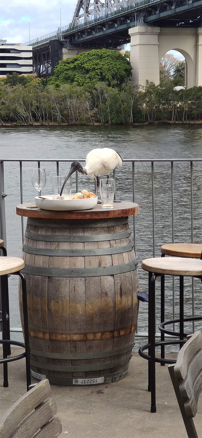 Funny Candid Bird Photography 63468B83286B6 700
