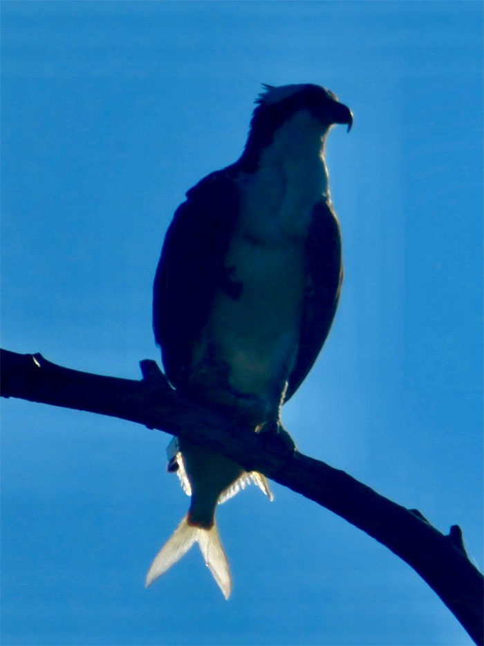 Funny Candid Bird Photography 63468Bbf9F4E4 700