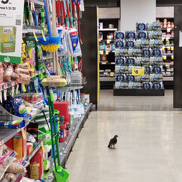 Funny Candid Bird Photography 63468Bfba8934 700