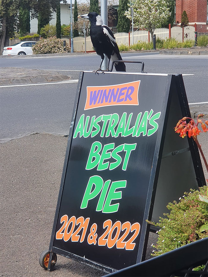 30 Epic Bird Pics That Went Horribly Wrong But Ended Up With Hilarious Results