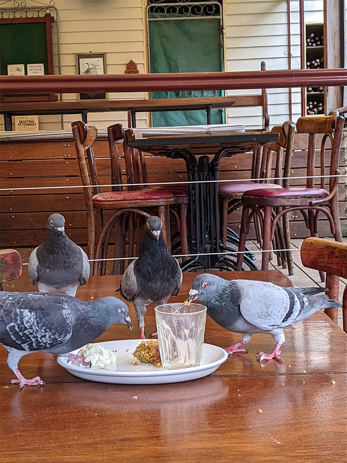 30 Epic Bird Pics That Went Horribly Wrong But Ended Up With Hilarious Results