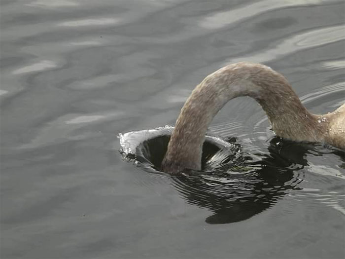 30 Epic Bird Pics That Went Horribly Wrong But Ended Up With Hilarious Results