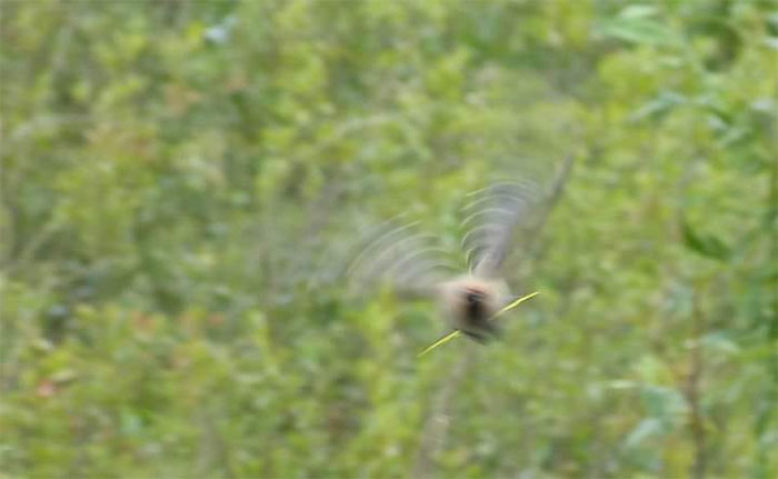 30 Epic Bird Pics That Went Horribly Wrong But Ended Up With Hilarious Results