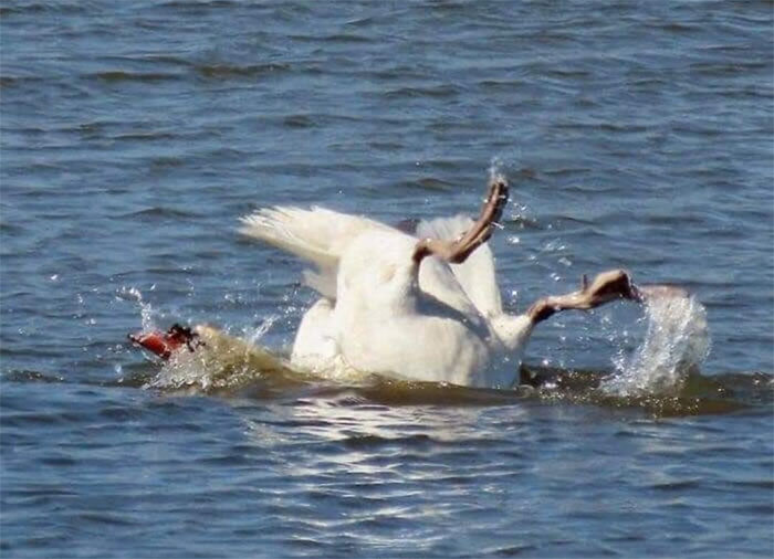 30 Epic Bird Pics That Went Horribly Wrong But Ended Up With Hilarious Results
