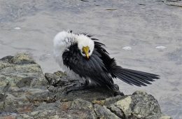 30 Epic Bird Pics That Went Horribly Wrong But Ended Up With Hilarious Results
