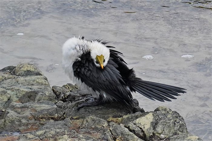 30 Epic Bird Pics That Went Horribly Wrong But Ended Up With Hilarious Results