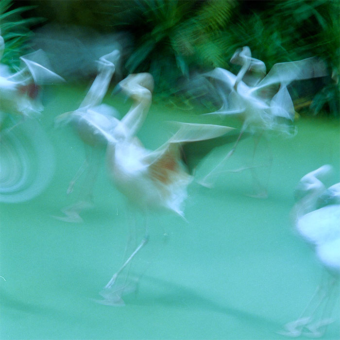 30 Epic Bird Pics That Went Horribly Wrong But Ended Up With Hilarious Results