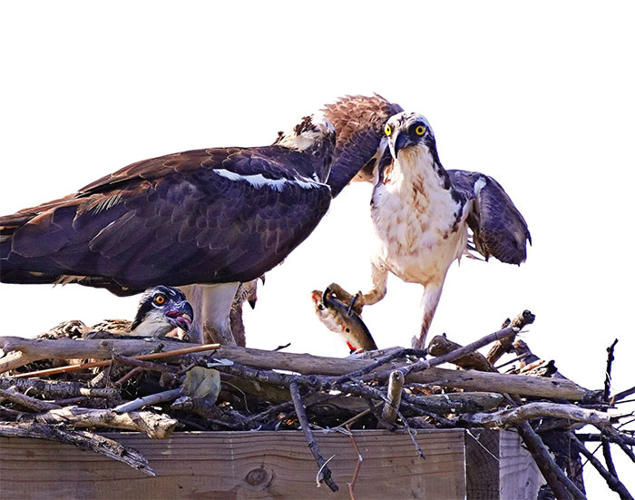 30 Epic Bird Pics That Went Horribly Wrong But Ended Up With Hilarious Results