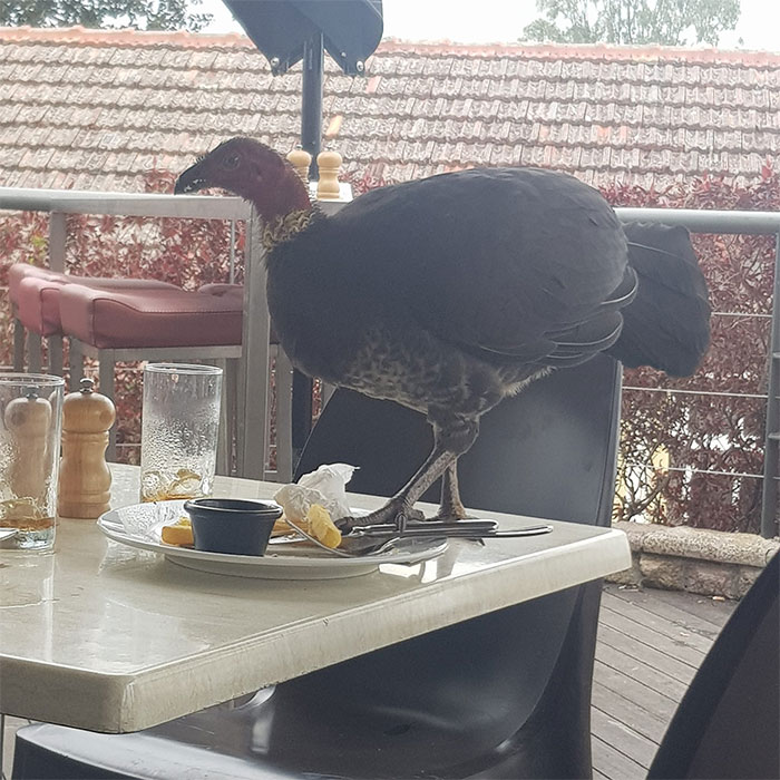 30 Epic Bird Pics That Went Horribly Wrong But Ended Up With Hilarious Results