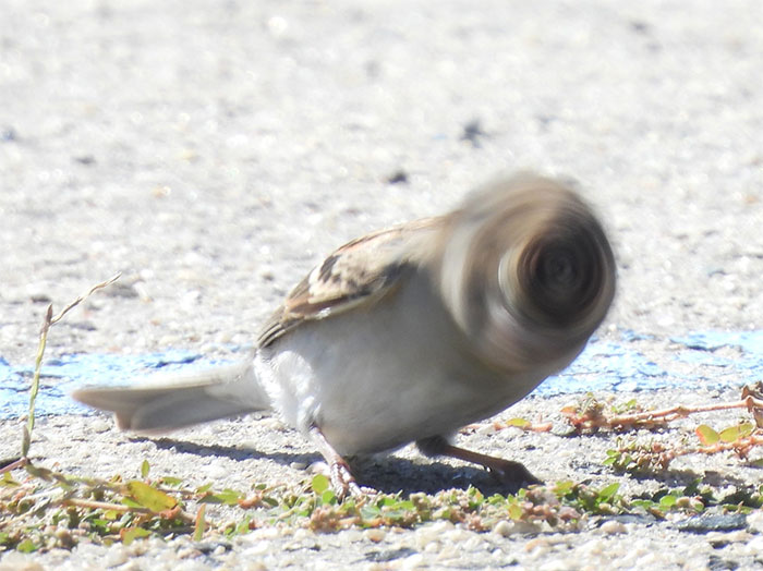 Funny Candid Bird Photography 6346B415933D4 700