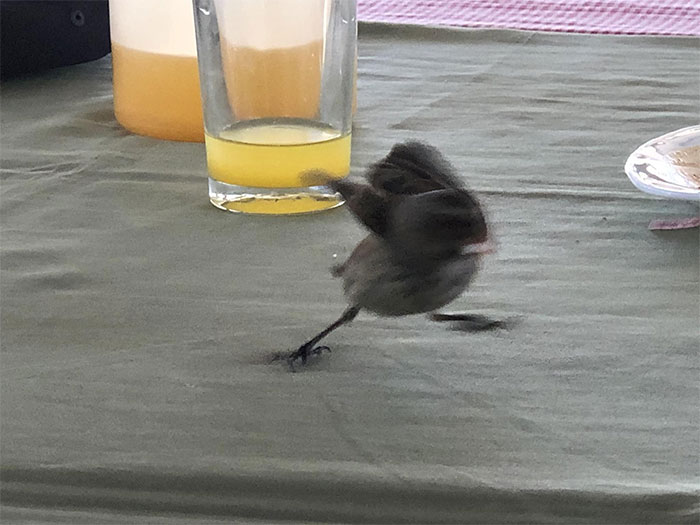 30 Epic Bird Pics That Went Horribly Wrong But Ended Up With Hilarious Results