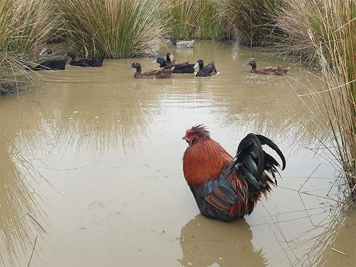 Funny Candid Bird Photography 6346C10D6E57A 700