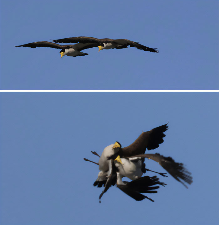 Funny Candid Bird Photography 6346C2A2E8D5C 700