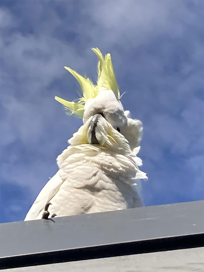 Funny Candid Bird Photography 6346D16D14F32 700