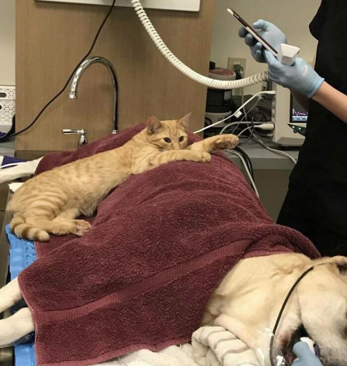 63529Ae62B0B9 Veterinarian Job Moments