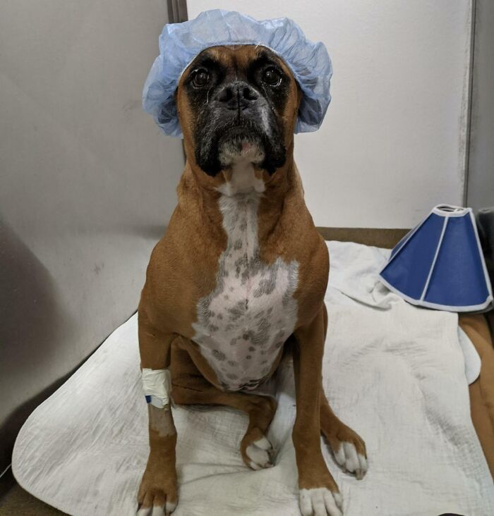 6352A81Dda0E2 Veterinarian Job Moments