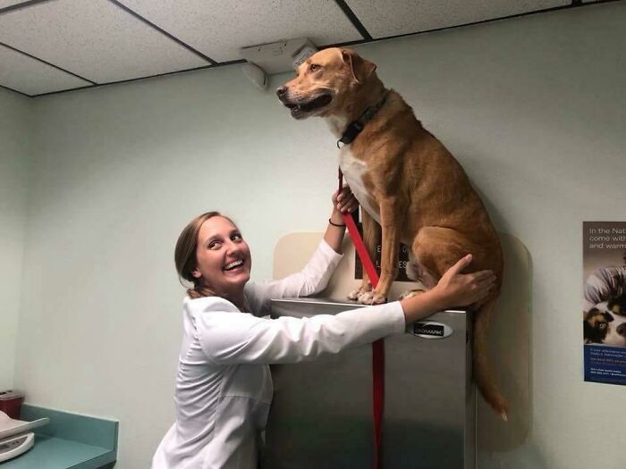 30 Hilarious And Wholesome Moments That Vets Have Experienced At Work