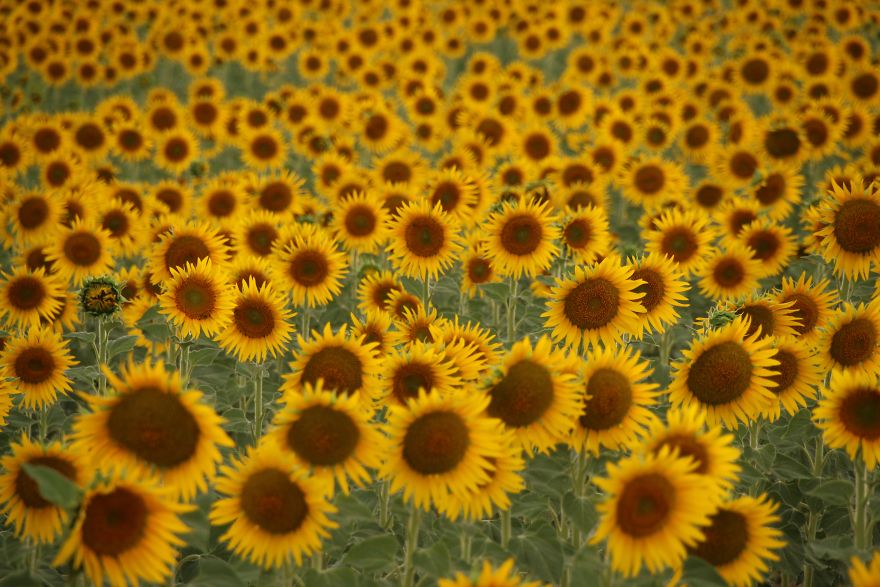 Campos De Girasoles By Cosmincalindediu 5D482Dead1B04 880