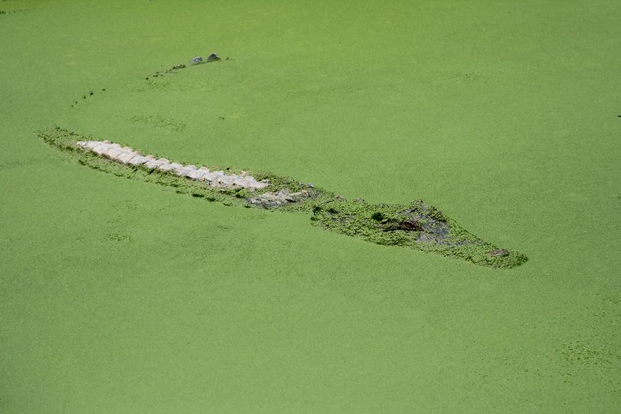 Crocodile By Fhtkai 5D482Dffca8Ef 880