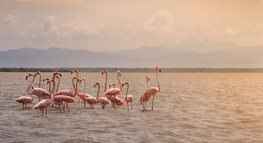 Flamingos By Dovscollection 5D482E152420C 880