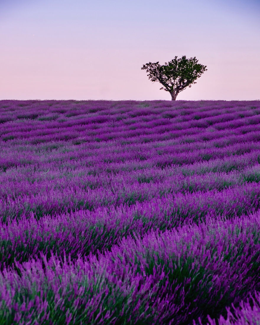 Lavender Dreams By Msubirats 5D482E3B97199 880