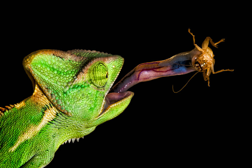 30 Absolutely Stunning Nature Shots From Great Photographers 