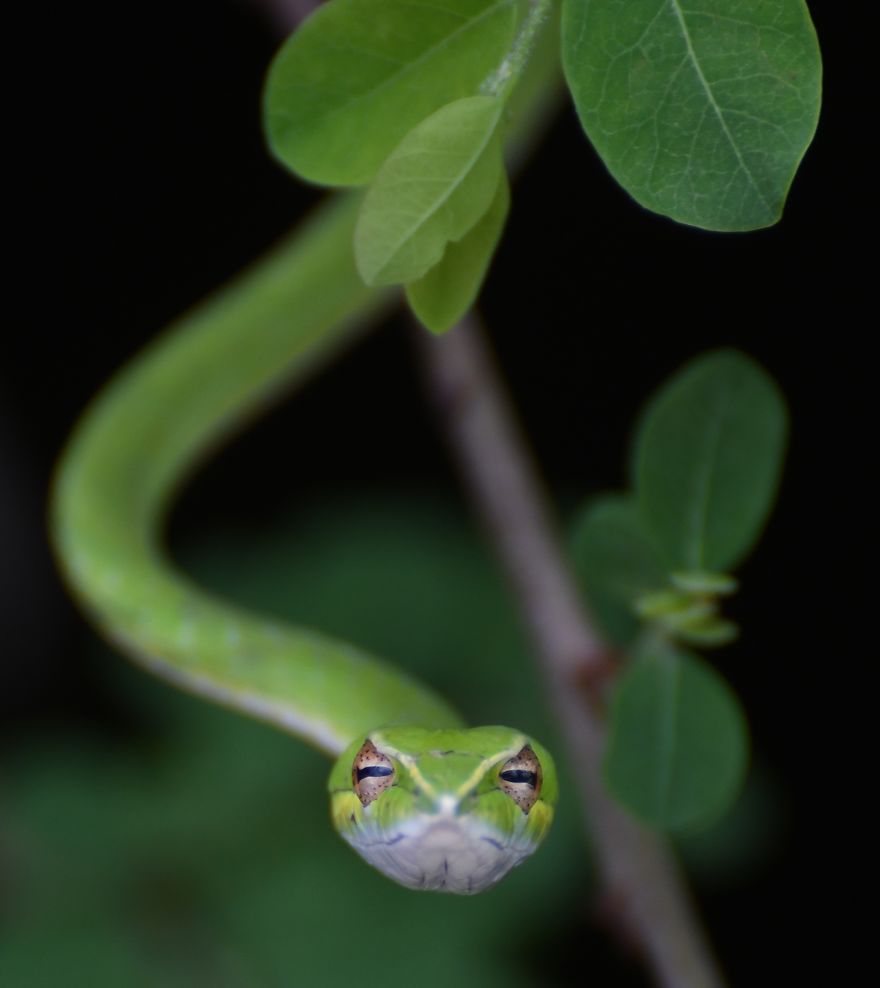 Nature Can Be Found In The Greenery By Hareeshgoud 5D482E5Ecb37F 880
