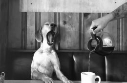 30 Amazing Chance Encounters In Public Places Caught On Camera