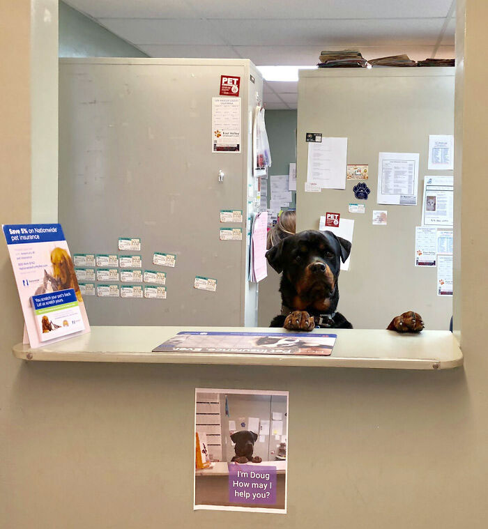 Veterinarian Job Moments 16 635647B85F55E 700
