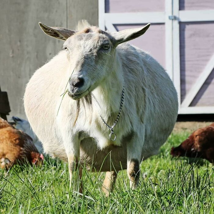  30 Extremely Adorable And Cute Pregnant Animals 