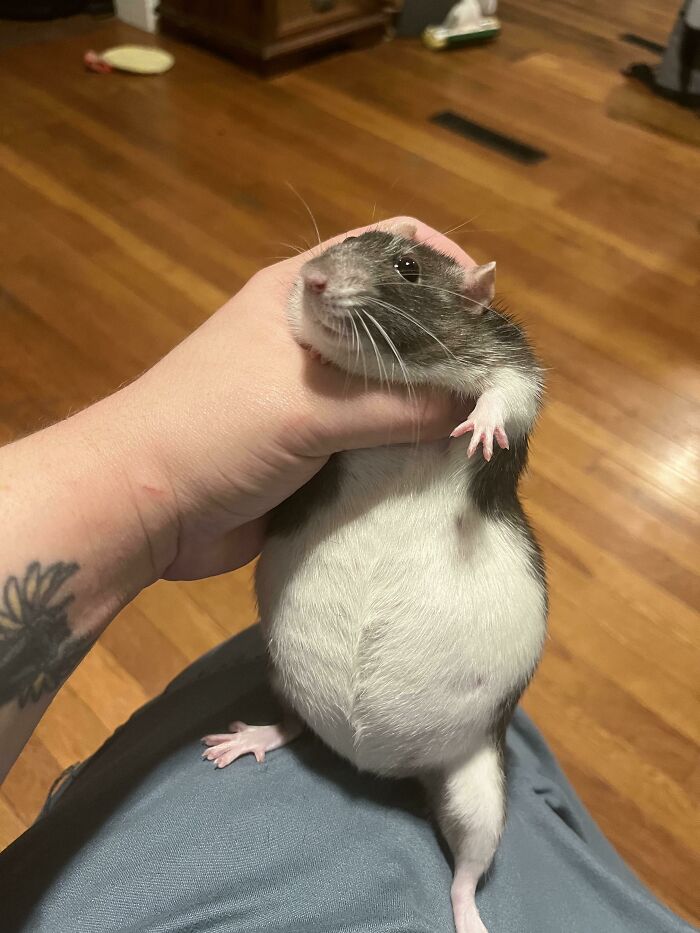 30 Extremely Adorable And Cute Pregnant Animals 